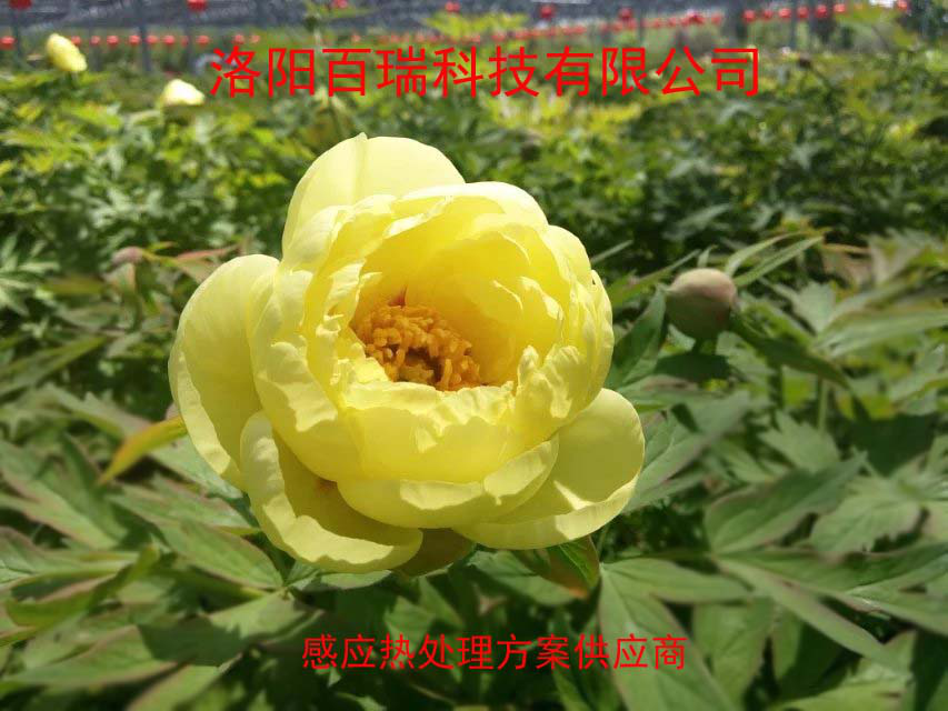 1587021328643831.png 圖片10.png