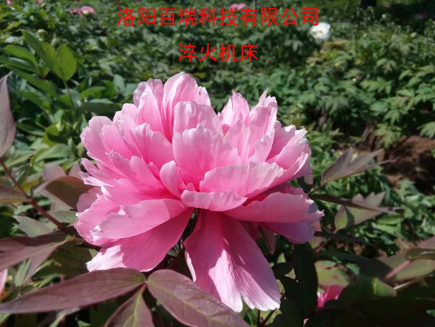 1587021554646583.png 圖片16.png